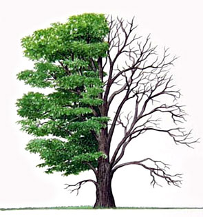 Dallas Tree Services