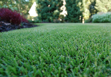 Bermuda Lawn To St Augustine Lawn Landscaping Design Frisco