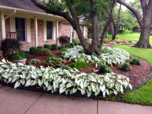 dallas landscaping front yard