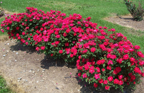 Want to Plant Roses? Here's how - Landscaping, Outdoor Kitchens, Pool ...
