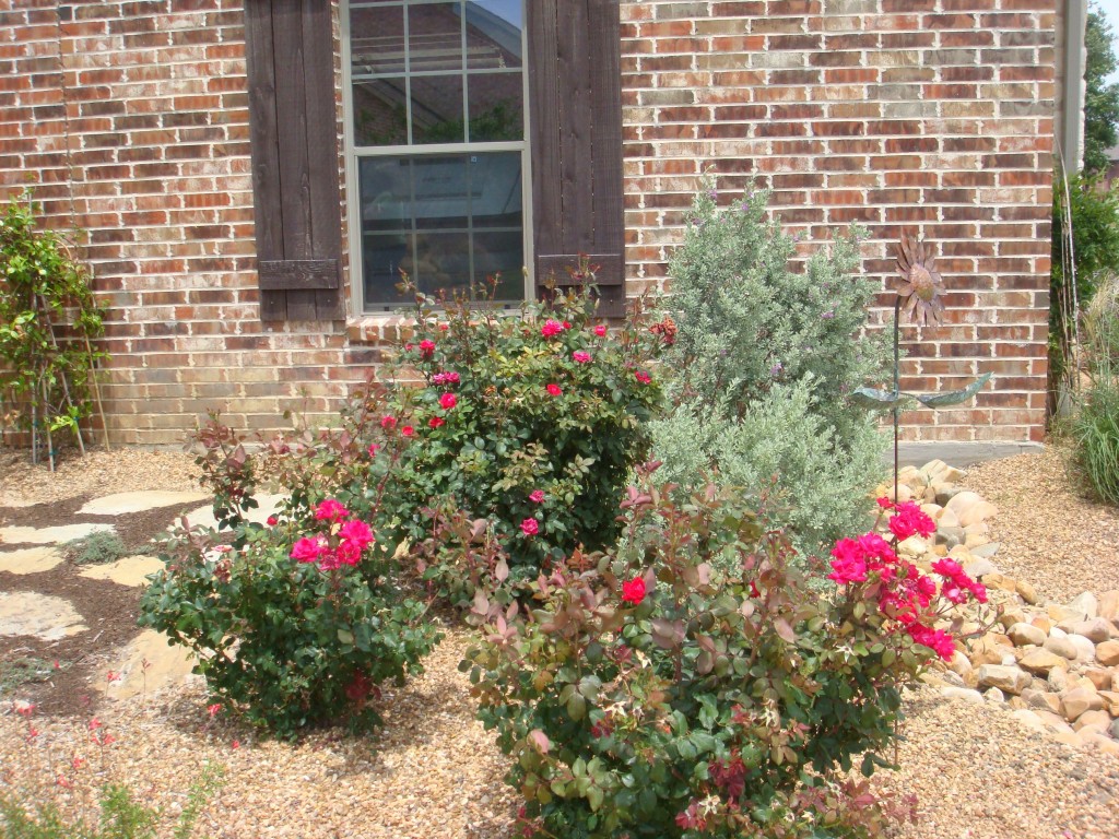 xeriscape-absolutely-bushed-landscaping