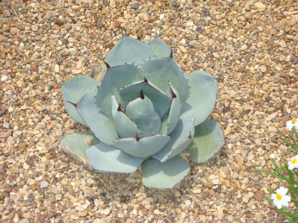 agave-absolutely-bushed-landscaping