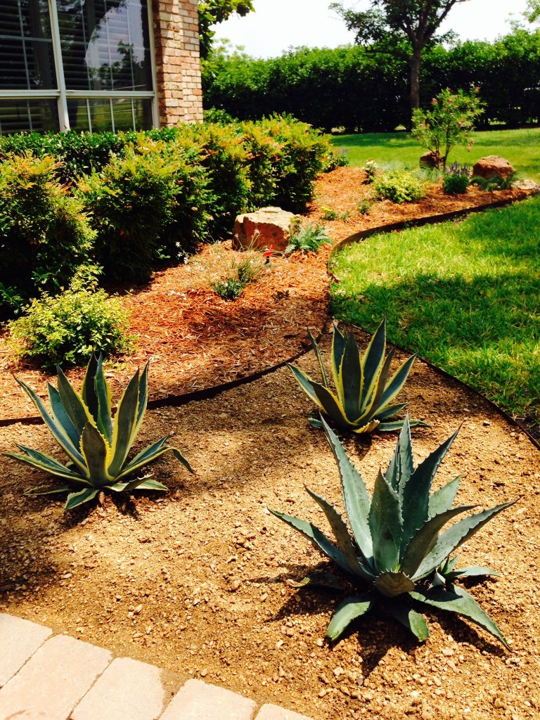 Modern Pictures Of Xeriscape Yards for Simple Design