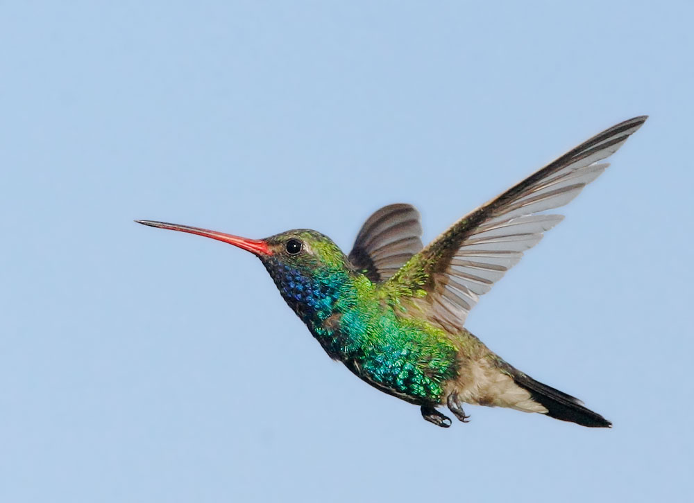 hummingbird garden designer